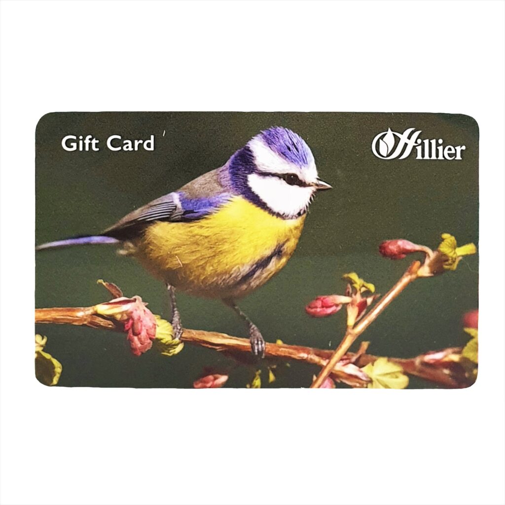 Hillier Gift Card – Blue Tit 00267190