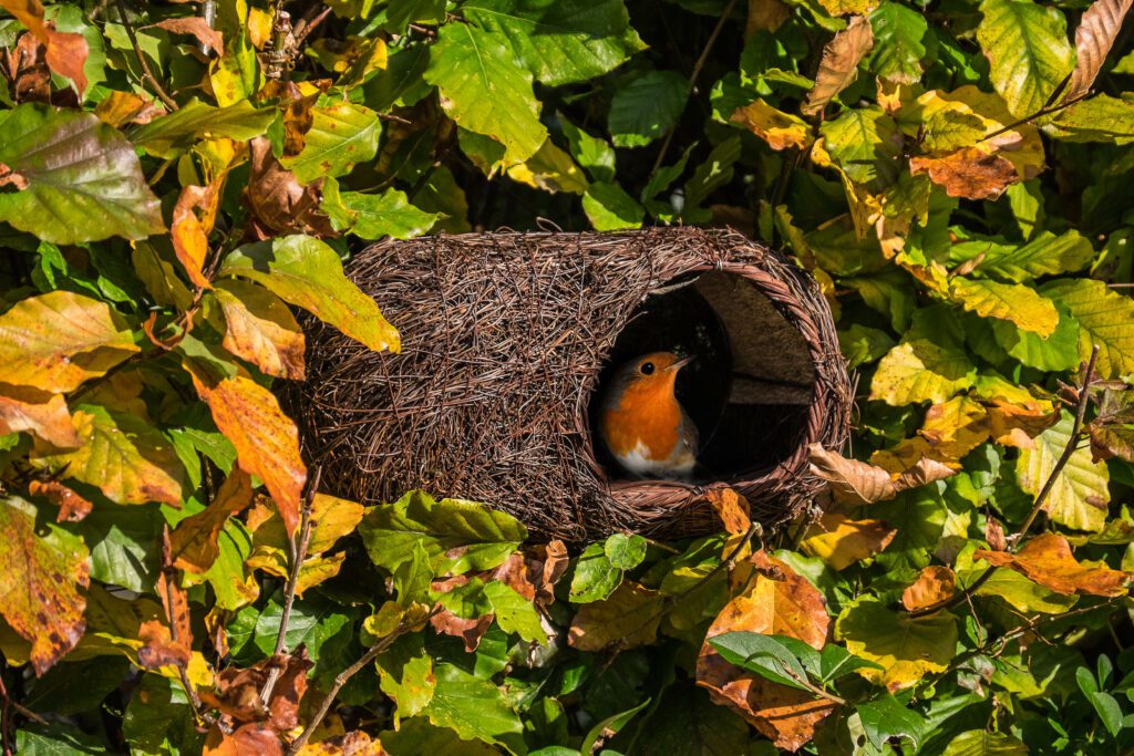 Wildlife World Brushwood Robin Nester 679505019253