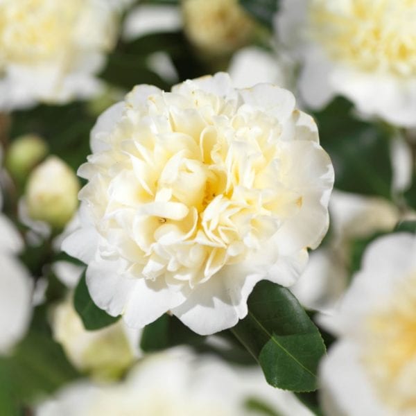 Camellia japonica ‘Brushfield’s Yellow’ 3L 5023242328034