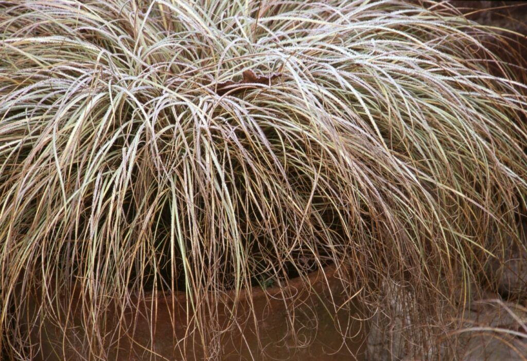 Carex comans ‘Frosted Curls’ 2L