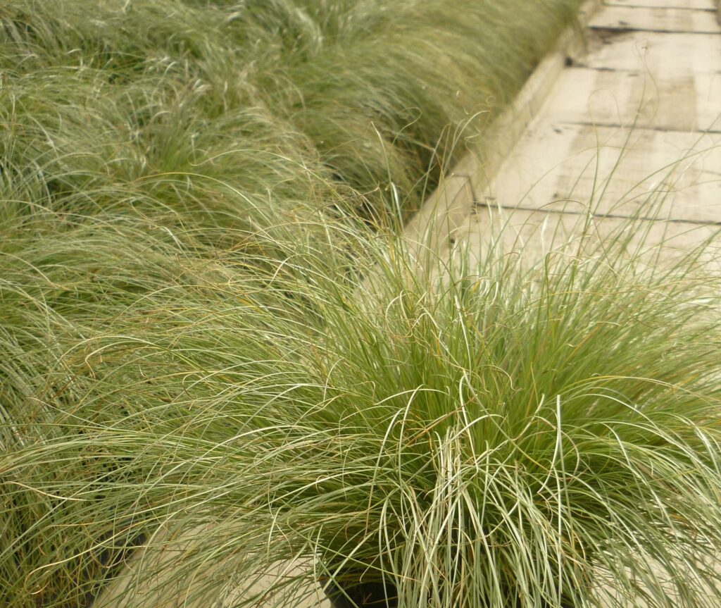 Carex comans ‘Frosted Curls’ 2L