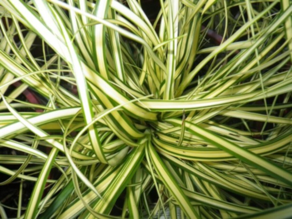 Carex oshimensis ‘Everoro’ 2L