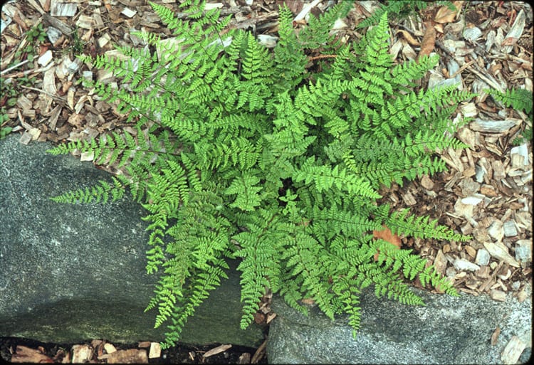 Cheilanthes lanosa 2L