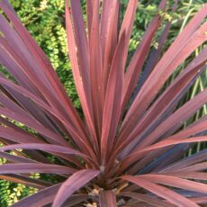 Cordyline ‘Red Star’ 2L