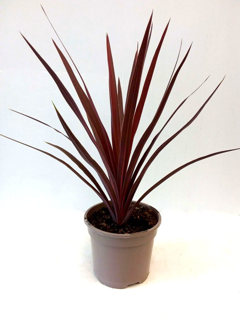 Cordyline ‘Red Star’ 2L