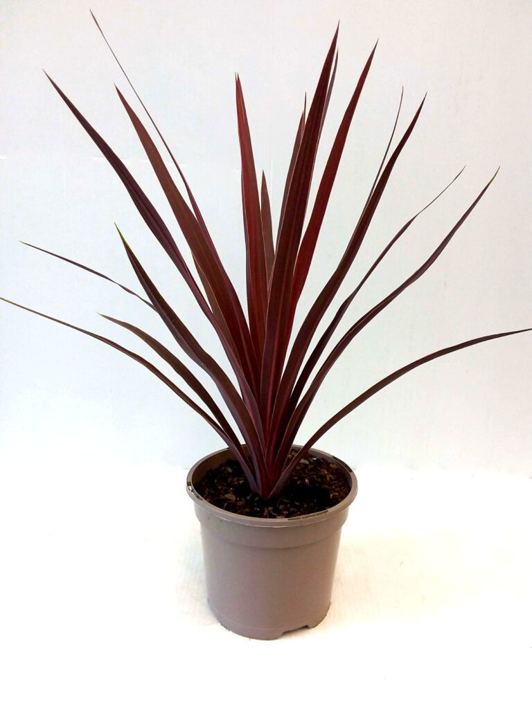 Cordyline ‘Red Star’ 2L 5023242328614