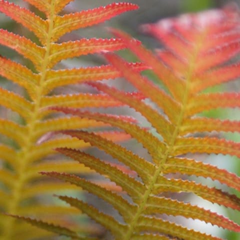 Doodia aspera ‘Rough Ruby’ 2L