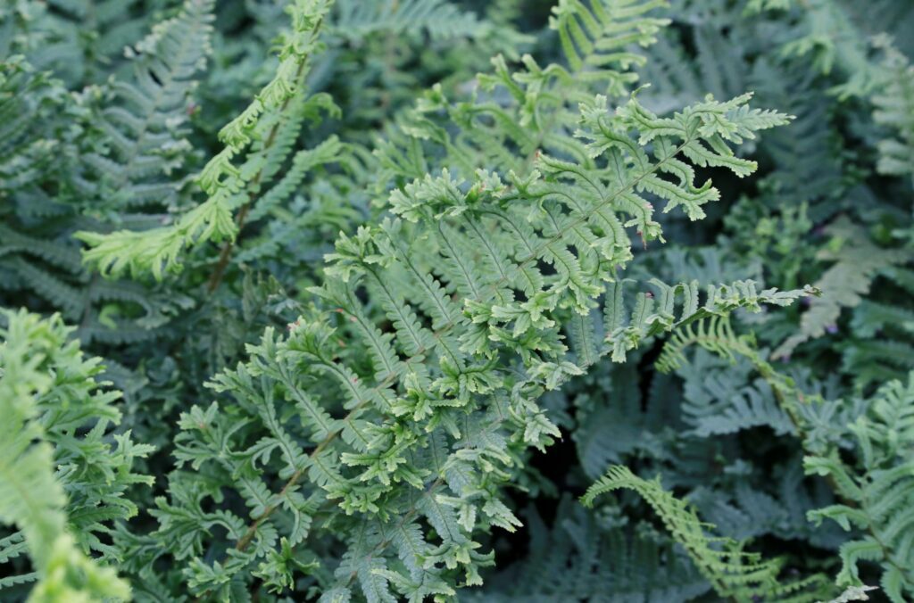 Dryopteris affinis ‘Cristata the King’ 2L