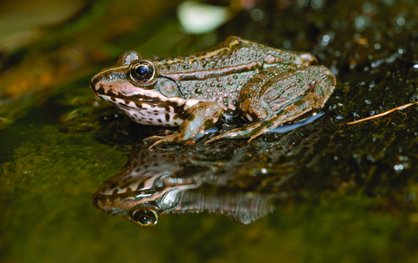 Frog on water puddle lake