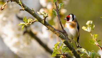 Garden & Home Ideas