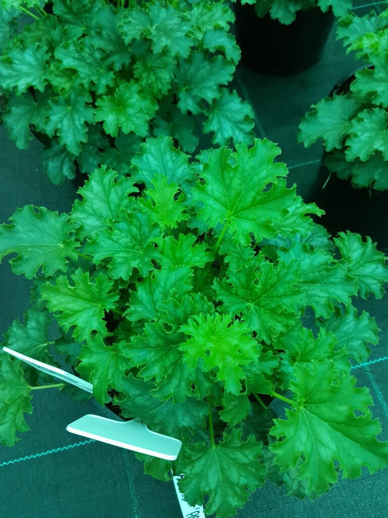 Heuchera ‘Apple Crisp’ 2L 5023242366203