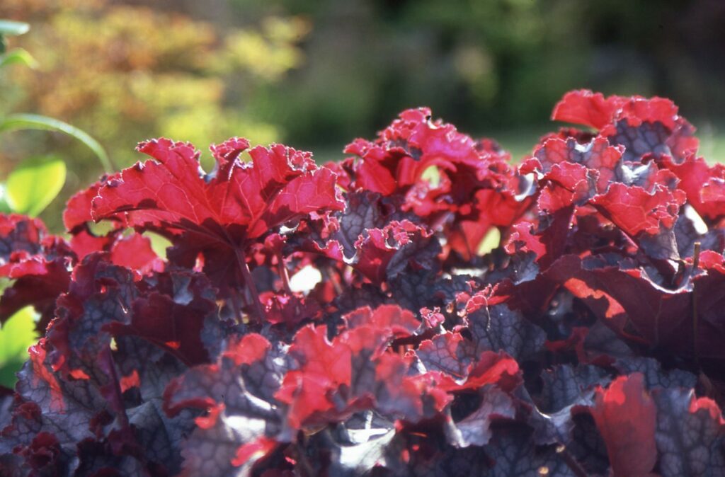 Heuchera ‘Plum Pudding’ 2L