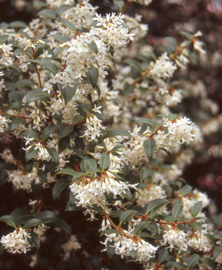 Osmanthus x burkwoodii 3L 5023242174280