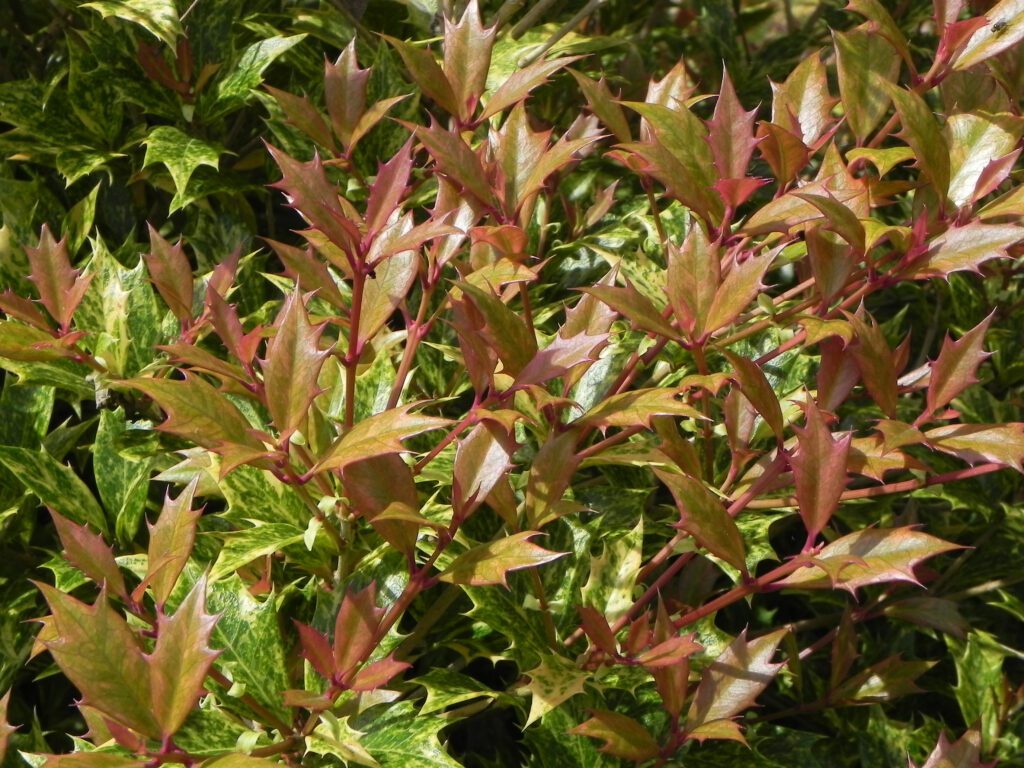 Osmanthus heterophyllus ‘Goshiki’ 2L 5023242187044