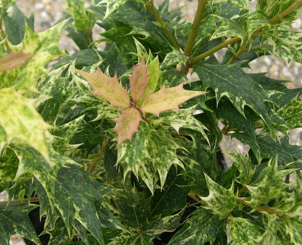 Osmanthus heterophyllus ‘Goshiki’ 2L 5023242187044