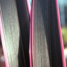 Phormium ‘Pink Stripe’ 3L