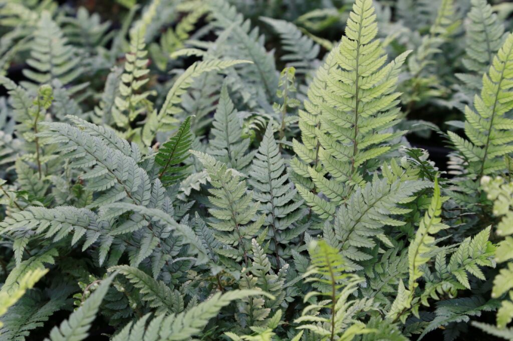 Polystichum tsussimense 2L