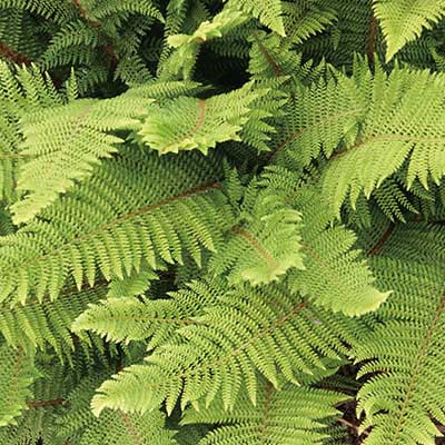 Polystichum setiferum ‘Herrenhausen’ 2L