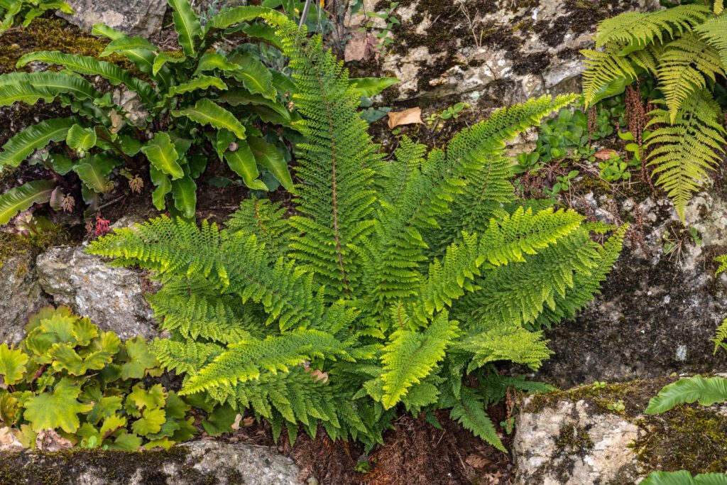 Polystichum setiferum ‘Herrenhausen’ 2L