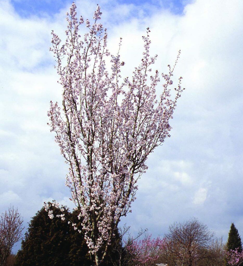 Prunus Spire