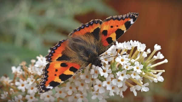 Tortoise shell butterfly