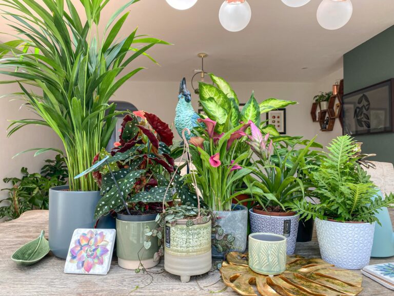 Houseplants for Every Room
