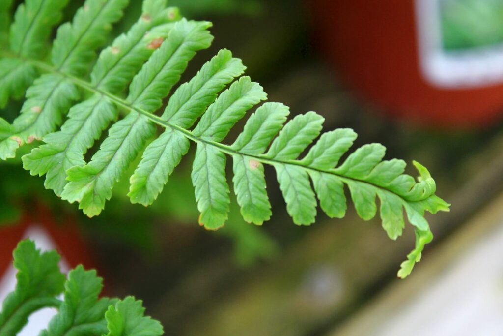 Dryopteris affinis ‘Cristata the King’ 2L