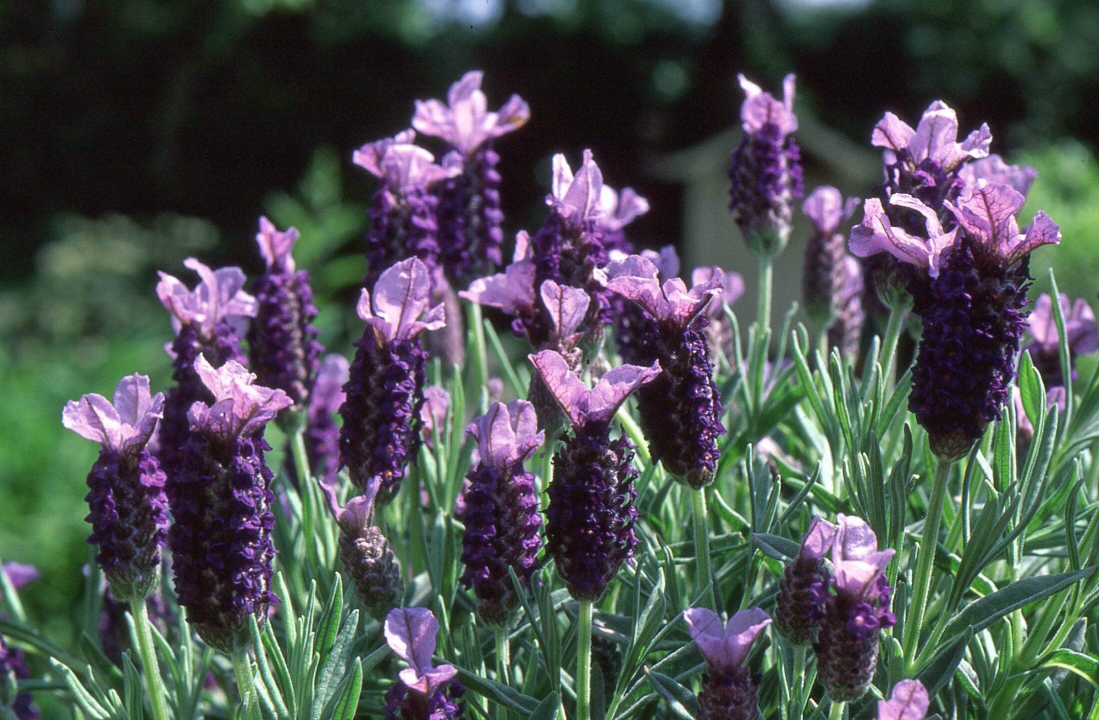 Plant Profile - Lavandula stoechas | Hillier Garden Centres
