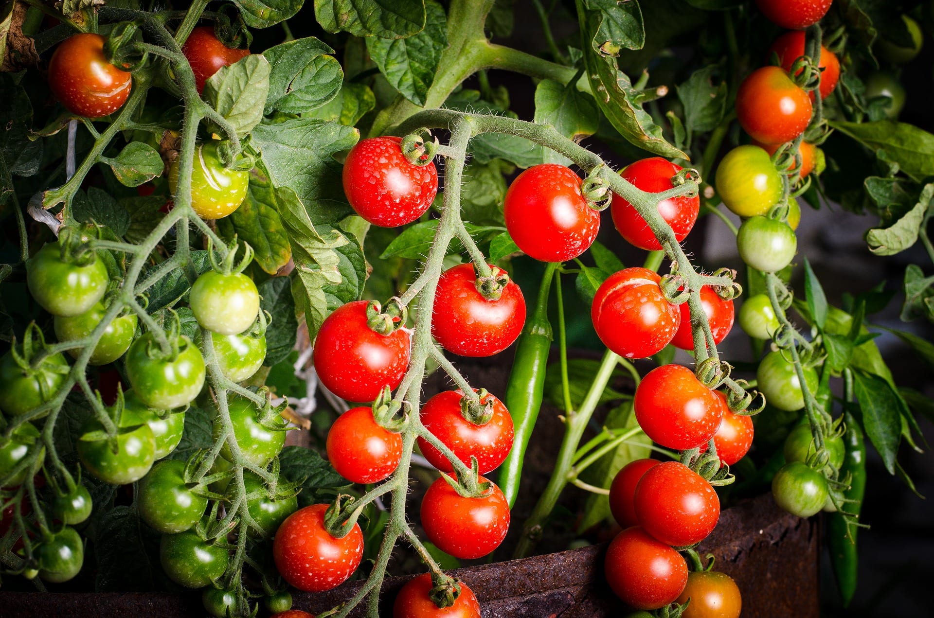 Tomatoes to be growing in your garden in August