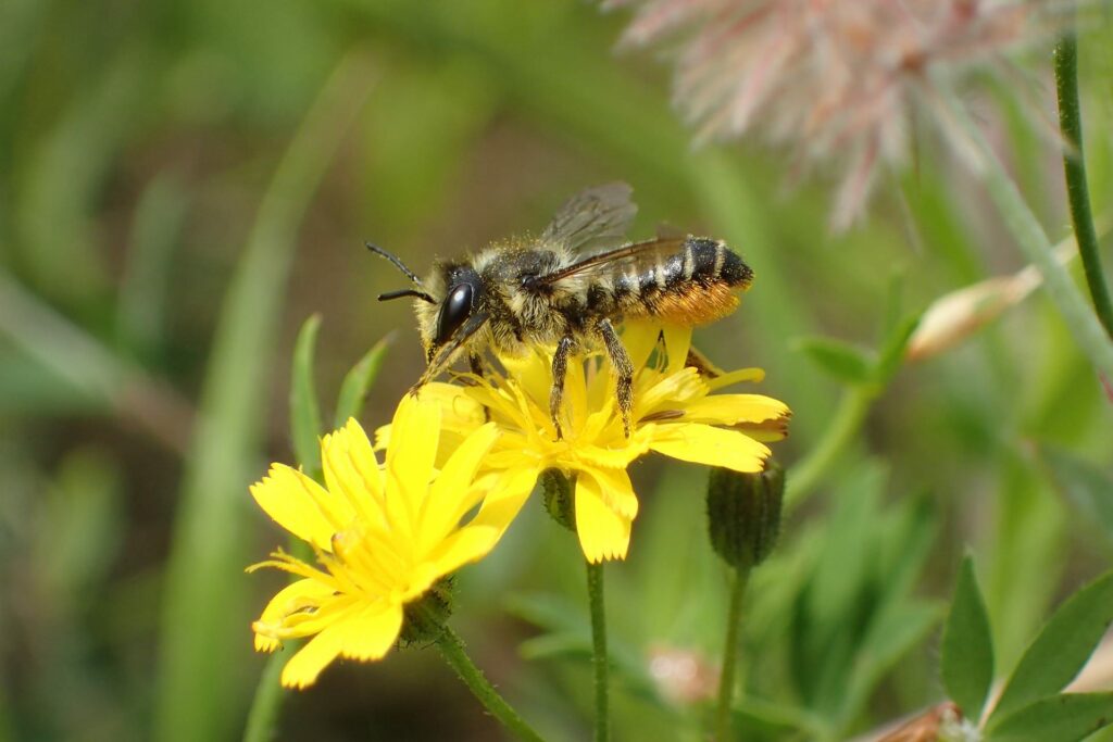 Bees an example of august wildlife in the garden