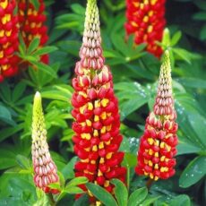 Lupinus ‘Tequila Flame’