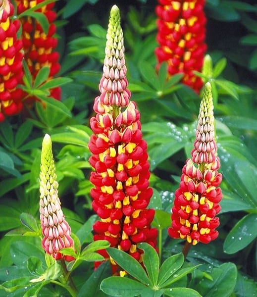 Lupinus ‘Tequila Flame’ 5023242355740