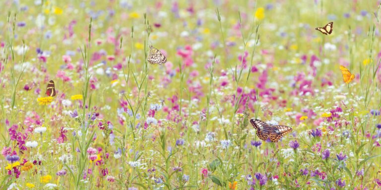 Create a Wildflower Meadow in Your Garden