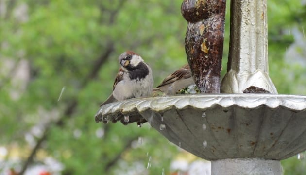 care for birds with a water feature