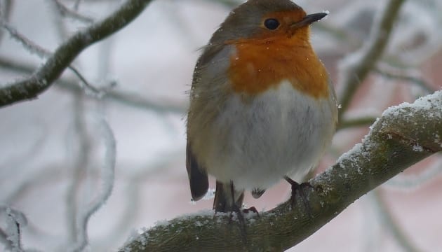 care for birds in the winter