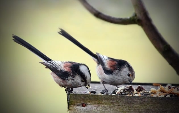 long tailed tits on bird table