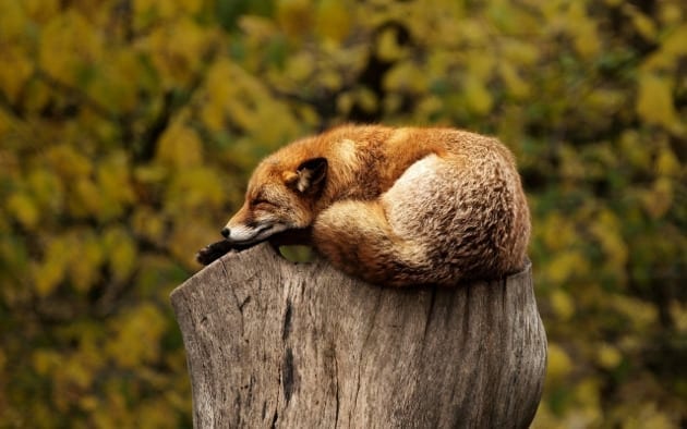 Fox asleep on tree trunk
