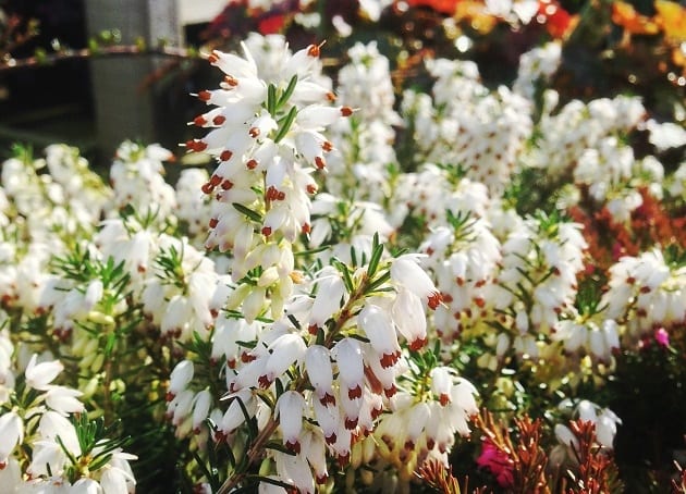 Erica carnea ‘Snowbelle’