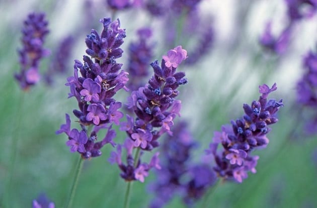 butterflies love lavendar