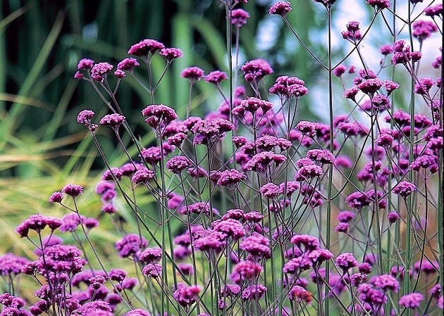 Verbena bonariensis