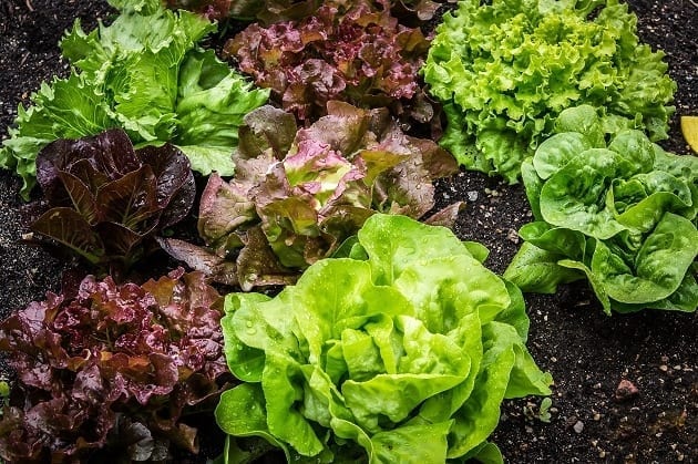 Different lettuces growing