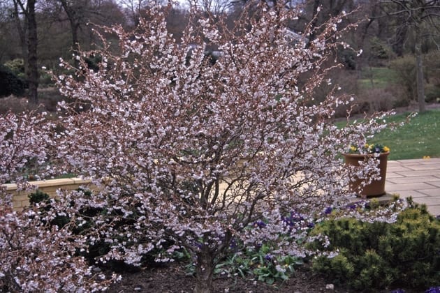 Prunus incisa ‘Kojo-no-mai’