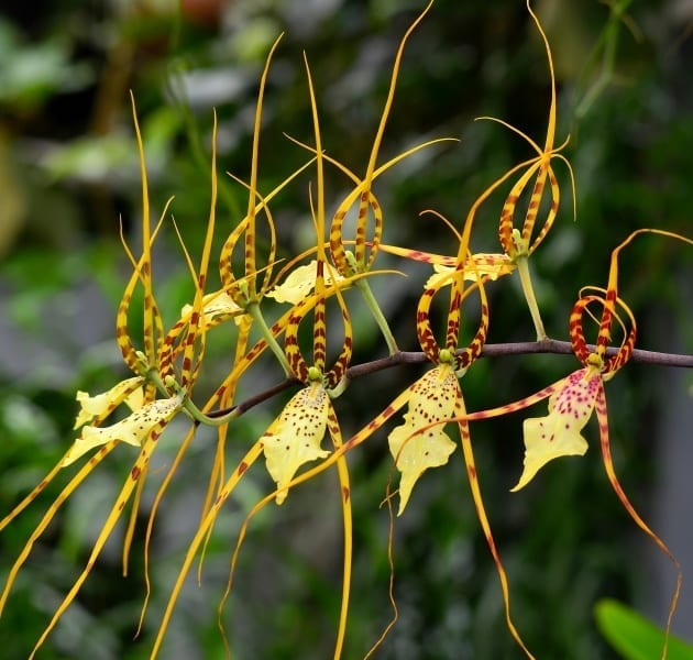 Brassia (‘Spider Orchid)