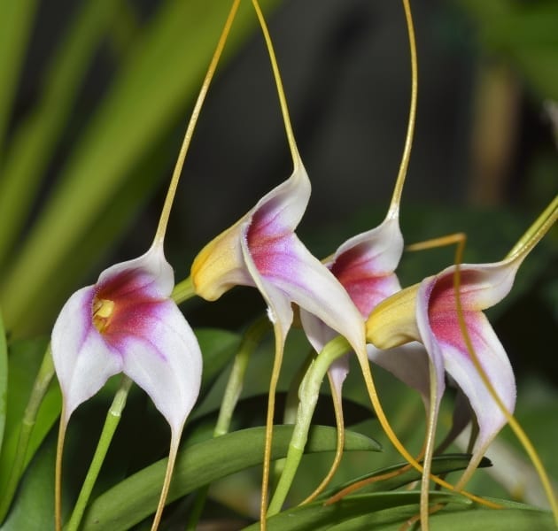 Masdevallia