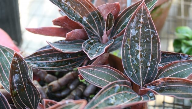 Ludisia (‘Jewel Orchid’)