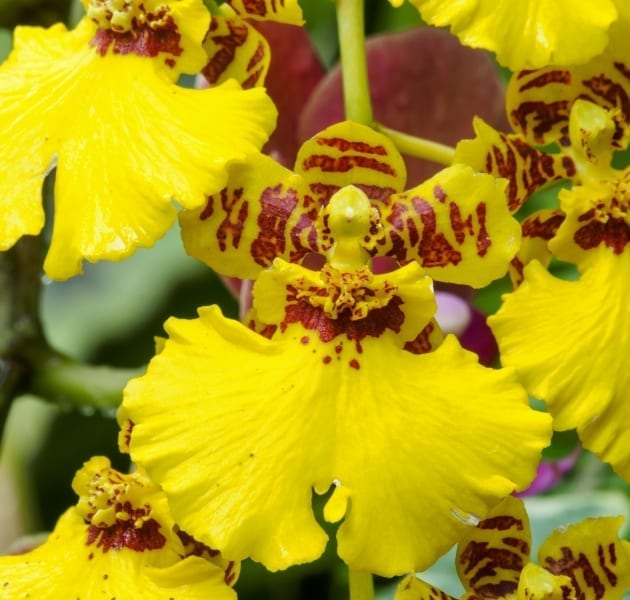 Oncidium (‘Dancing Lady Orchid’)
