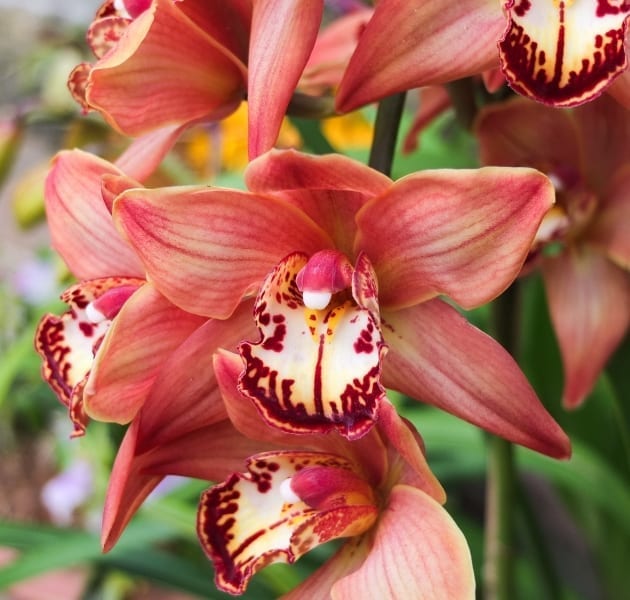 Cymbidium (‘Boat Orchid’)