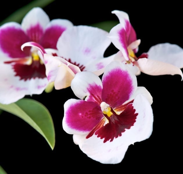 Miltonia (‘Pansy Orchid’)
