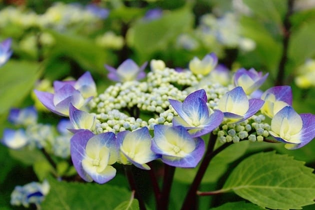 Hydrangea macrophylla ‘Blueberry Cheesecake’