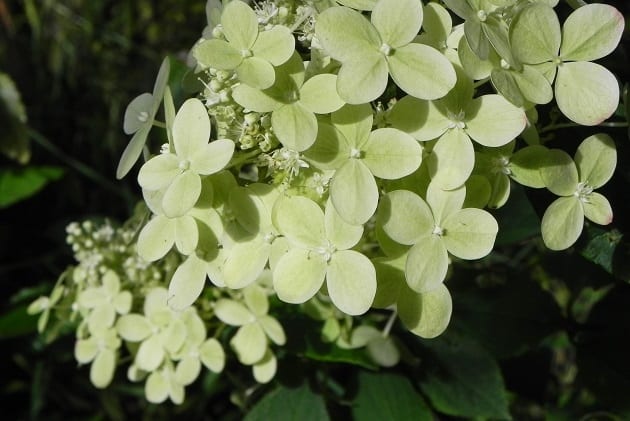 Hydrangea paniculata ‘Limelight’